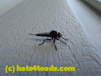 /home//u458753944/public_html/sourcegallery/////////////Insects and small critters/flies (Diptera)/P7100962.JPG